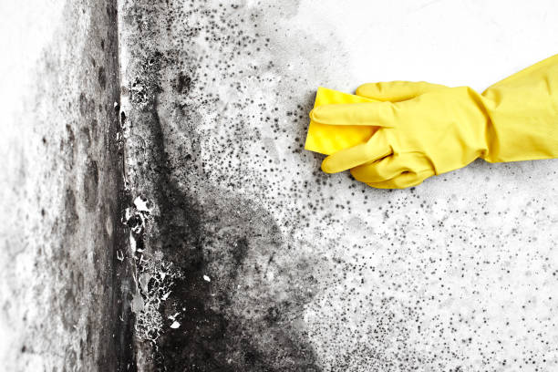 Best Commercial Mold Remediation in Lillington, NC