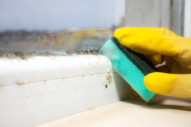 Best Basement Mold Remediation in Lillington, NC
