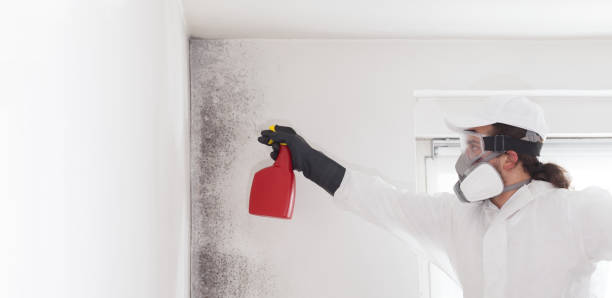 Reliable Lillington, NC Mold Remediation Solutions