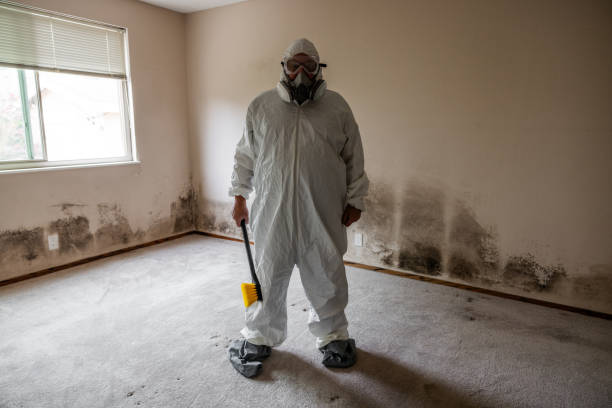 Best Black Mold Remediation in Lillington, NC