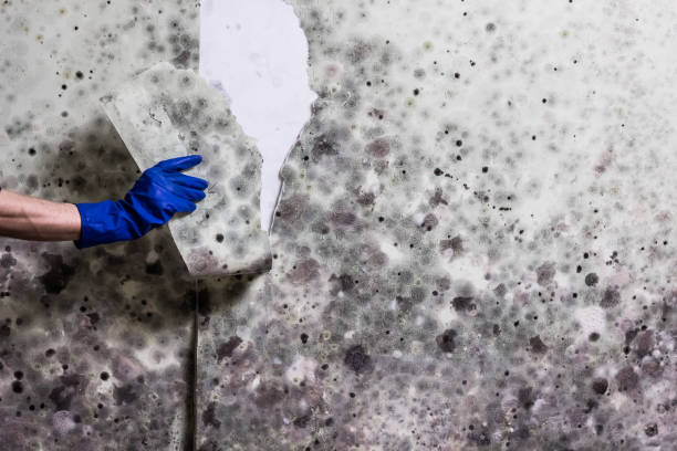 Best DIY Mold Remediation Support Services in Lillington, NC
