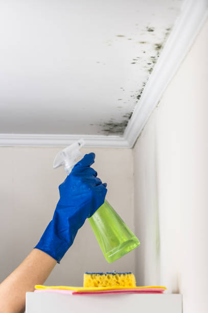 Best Attic Mold Remediation in Lillington, NC